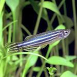 Danio Revio Danio Revio