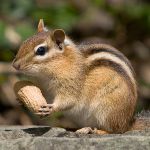 Domácí chipmunk