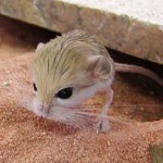 Home jerboa: údržba a péče Home jerboa: údržba a péče