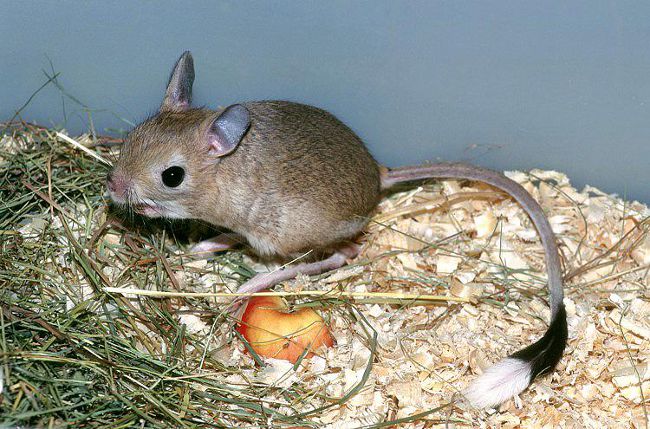Home jerboa: údržba a péče