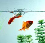 Dodatečný inventář akvária Dodatečný inventář akvária