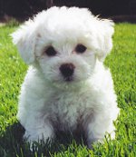 Francouzský Bolognese (Bichon Frise)