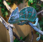 Chameleon: obsah a péče