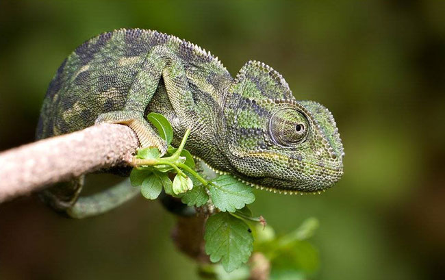 Chameleon: obsah a péče