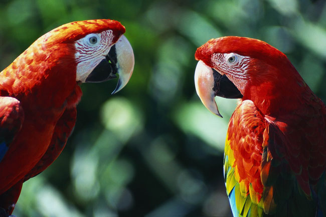 Jak naučit papouška mluvit?