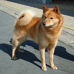 Karelo-finská laika (finský špic) Karelo-finská laika (finský špic)