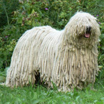 Komondor: Maďarský ovčák Komondor: Maďarský ovčák