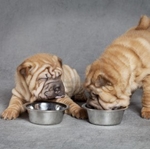 Jídlo pro shar pei