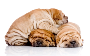 Jídlo pro shar pei