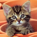 Kitten kýchá: co dělat?
