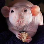 Sphynx krysy