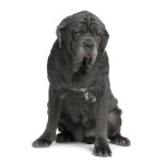 Neapolský mastif nebo Mastino Poleetano