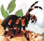 Jak se starat o tarantule pavouky