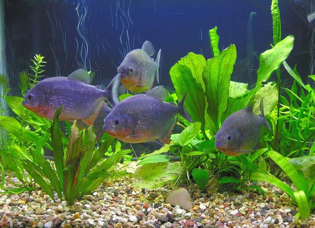 Piranhas ve vašem akváriu