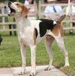 Americký Foxhound