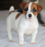 Plemeno Jack Russell Terrier