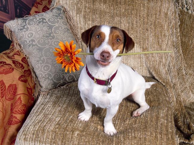 Plemeno Jack Russell Terrier