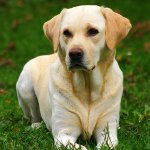 Plemeno Labrador Plemeno Labrador