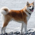 Plemeno psů: Akita Inu Plemeno psů: Akita Inu