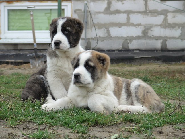 Plemeno psů Alabai (Central Asian Shepherd Dog)