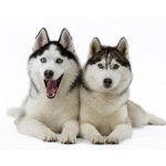 Husky psí plemeno