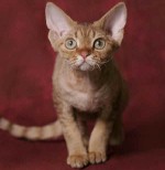 Plemena koček: Devon Rex