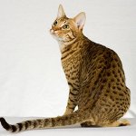 Plemena koček: ocicat
