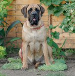 Plemena psů: anglický mastiff