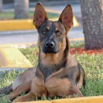 Plemena psů: belgický ovčák Malinois Plemena psů: belgický ovčák Malinois