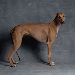 Plemena psů: Greyhound