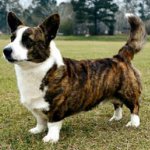 Plemena psů: welsh corgi svetr Plemena psů: welsh corgi svetr