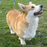 Plemena psů: welsh corgi pembroke