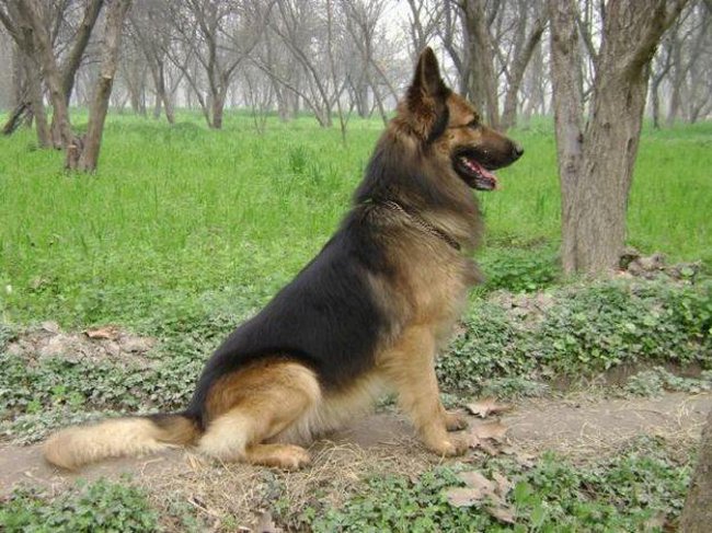 Plemena psů: Východoevropský ovčák