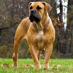 Plemena psů: Jižní Afrika Boerboel