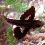 Butterfly ryby