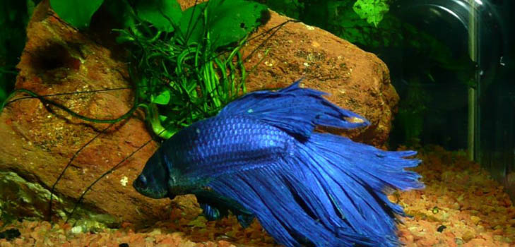 Cockfish: péče, obsah, výživa