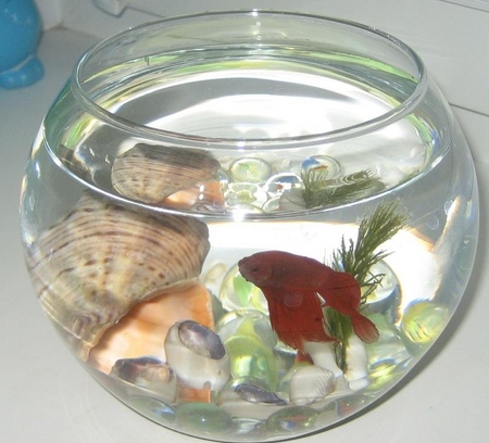 Cockfish: péče, obsah, výživa