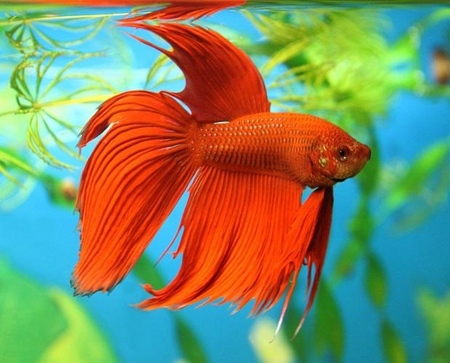 Cockfish: péče, obsah, výživa