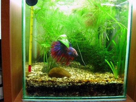 Cockfish: péče, obsah, výživa