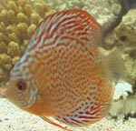 Nejoblíbenější druhy cichlid