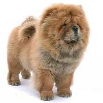 Chow Chow Dog: Funkce a péče