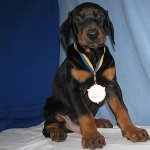Pes Doberman