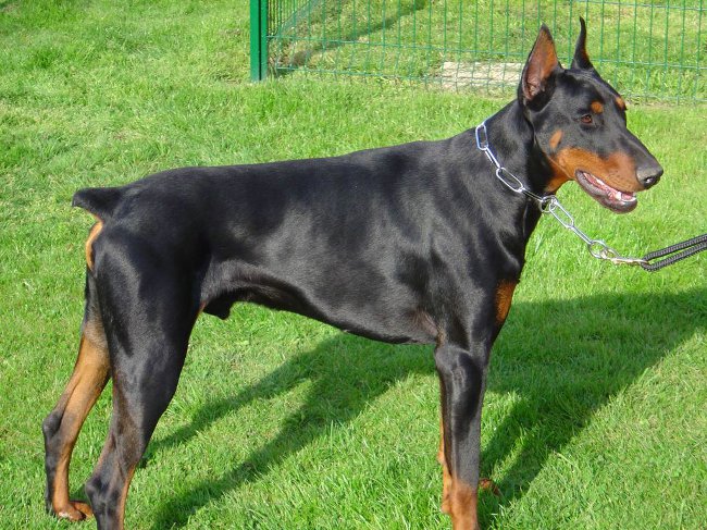 Pes Doberman