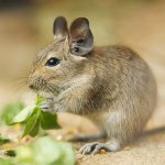 Obsah degus Obsah degus