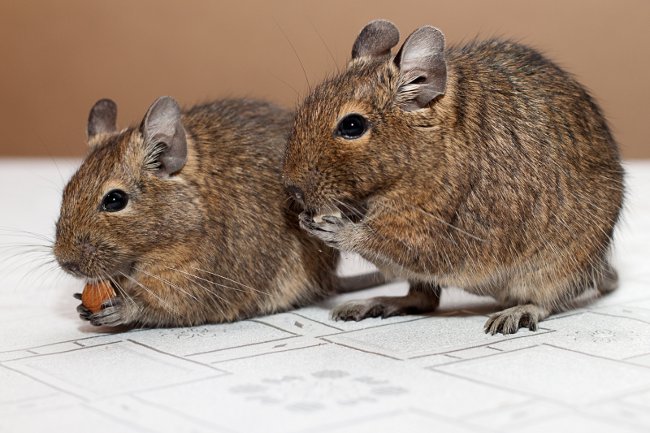 Obsah degus
