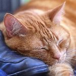 Toxoplasmóza u koček