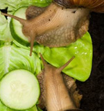 Snails z ahatiny ve vašem domě Snails z ahatiny ve vašem domě