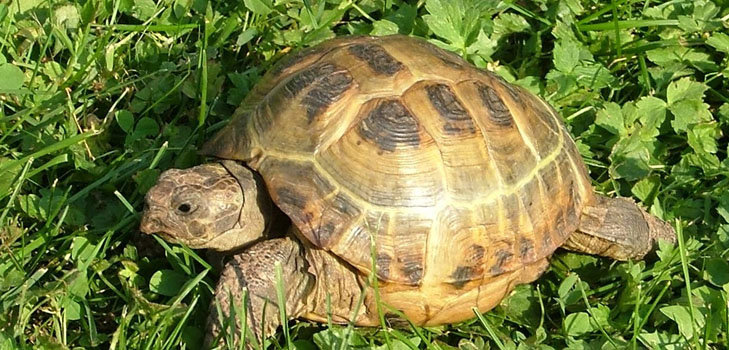 Typy korytnaček: co musíte pamatovat, než začnete?