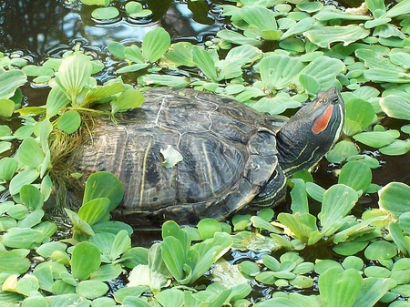 Typy korytnaček: co musíte pamatovat, než začnete?
