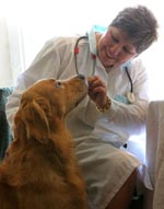 Návštěva veterináře